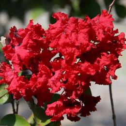 lagerstroemia indica rouge